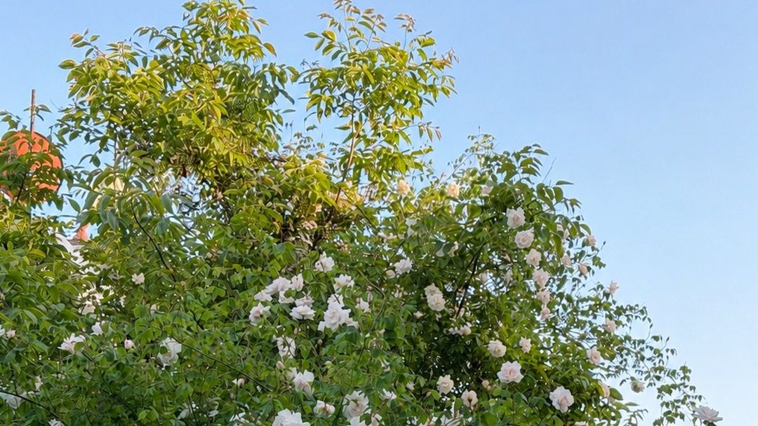 Gartenansicht
