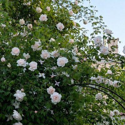 Sommerlicher Garten